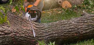 Best Lawn Dethatching Services  in USA